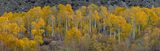 CA - Bishop Canyon Fall Panoramic 3.jpg