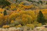 CA - June Lake Loop Fall Colors 2.jpg