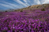 CA - Anza Borrego SP Verbena 1.jpg