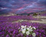 CA - Anza Borrego SP Verbena and Dune Evening Primrose 2.jpg