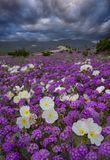 CA - Anza Borrego SP Verbena and Dune Evening Primrose 3.jpg