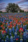 TX - Lupine and Paintbrush 4.jpg