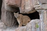 Mountain Lion 1.jpg