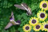 Annas Female and Black Chin Hummingbirds Battle over African Daisies.jpg
