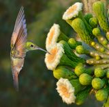 Berylline Hummingbird drinking  Saguaro Blossom nectar.jpg
