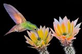 Berylline Hummingbird drinks from Dasycanthus Hedgehog Blossoms.jpg