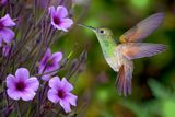 Berylline Hummingbird hovers at Geranium Maderense.jpg