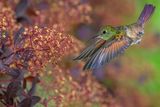 Berylline Hummingbird swooping in on a Smoketree.jpg