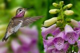 Calliope Hummingbird and Rainy Foxglove.jpg