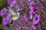 Calliope Hummingbird at Geranium Maderense.jpg