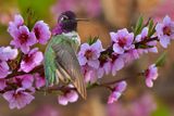 Costas Hummingbird perched on Blossoming Peach Tree.jpg