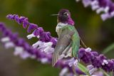 Costas Hummingbird Sitting on Mexican Bush Sage.jpg