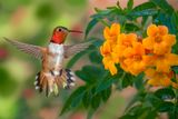 Rufous Hummingbird and Chinese Trumpet Vine with Raindrops.jpg