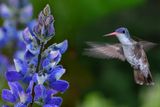 Violet Crowned Hummingbird with Dewdrop-clad Lupine.jpg