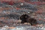 Muskox - Muskusos - Ovibos moschatus
