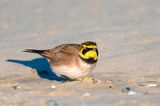 Shore Lark - Strandleeuwerik - Eremophila alpestris