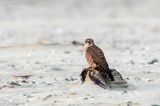 Merlin - Smelleken - Falco columbarius
