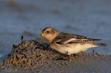 Snow Bunting - Sneeuwgors - Plectrophenax nivalis