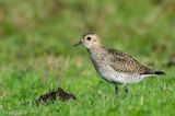 European Golden Plover - Goudplevier - Pluvialis apricaria