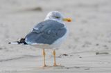 Omissus Herring Gull - Omissus Zilvermeeuw - Larus argentatus omissus