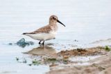 Dunlin - Bonte Strandloper - Calidris alpina