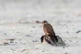Merlin - Smelleken - Falco columbarius