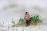 Common Kestrel - Torenvalk - Falco tinnunculus