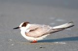Arctic Tern - Noordse Stern - Sterna paradisaea