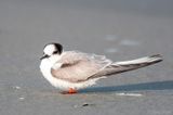 Arctic Tern - Noordse Stern - Sterna paradisaea