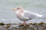 Glaucous Gull - Grote Burgemeester - Larus hyperboreus