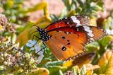 Plain Tiger - Kleine Monarchvlinder - Danaus chrysippus
