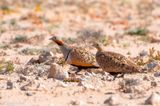 Black-bellied Sandgrouse - Zwartbuikzandhoen - Pterocles orientalis