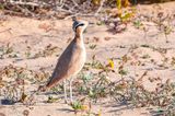 Cream-coloured Courser - Renvogel - Cursorius cursor