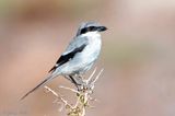 Canary Islands Desert Grey Shrike - Canarische Woestijnklapekster - Lanius meridionalis koenigi