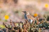Berthelots Pipit - Berthelots pieper - Anthus berthelotii