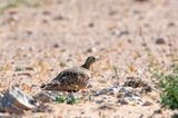 Black-bellied Sandgrouse - Zwartbuikzandhoen - Pterocles orientalis