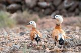 Ruddy Shelduck - Casarca - Tadorna ferruginea