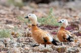 Ruddy Shelduck - Casarca - Tadorna ferruginea