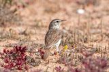Berthelots Pipit - Berthelots pieper - Anthus berthelotii