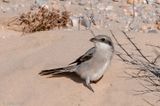 Canary Islands Desert Grey Shrike - Canarische Woestijnklapekster - Lanius meridionalis koenigi