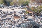Cream-coloured Courser - Renvogel - Cursorius cursor