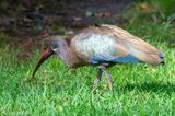 Hadada Ibis - Bostrychia hagedash