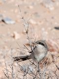 Canary Islands Desert Grey Shrike - Canarische Woestijnklapekster - Lanius meridionalis koenigi