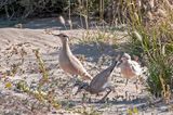 Cream-coloured Courser - Renvogel - Cursorius cursor