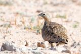 Black-bellied Sandgrouse - Zwartbuikzandhoen - Pterocles orientalis