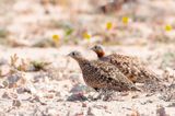 Black-bellied Sandgrouse - Zwartbuikzandhoen - Pterocles orientalis