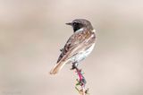 Canary Islands Stonechat - Canarische Roodborsttapuit - Saxicola dacotiae