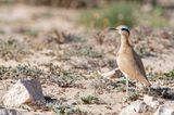 Cream-coloured Courser - Renvogel - Cursorius cursor