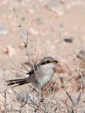Canary Islands Desert Grey Shrike - Canarische Woestijnklapekster - Lanius meridionalis koenigi