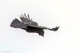 Raven - Raaf - Corvus corax